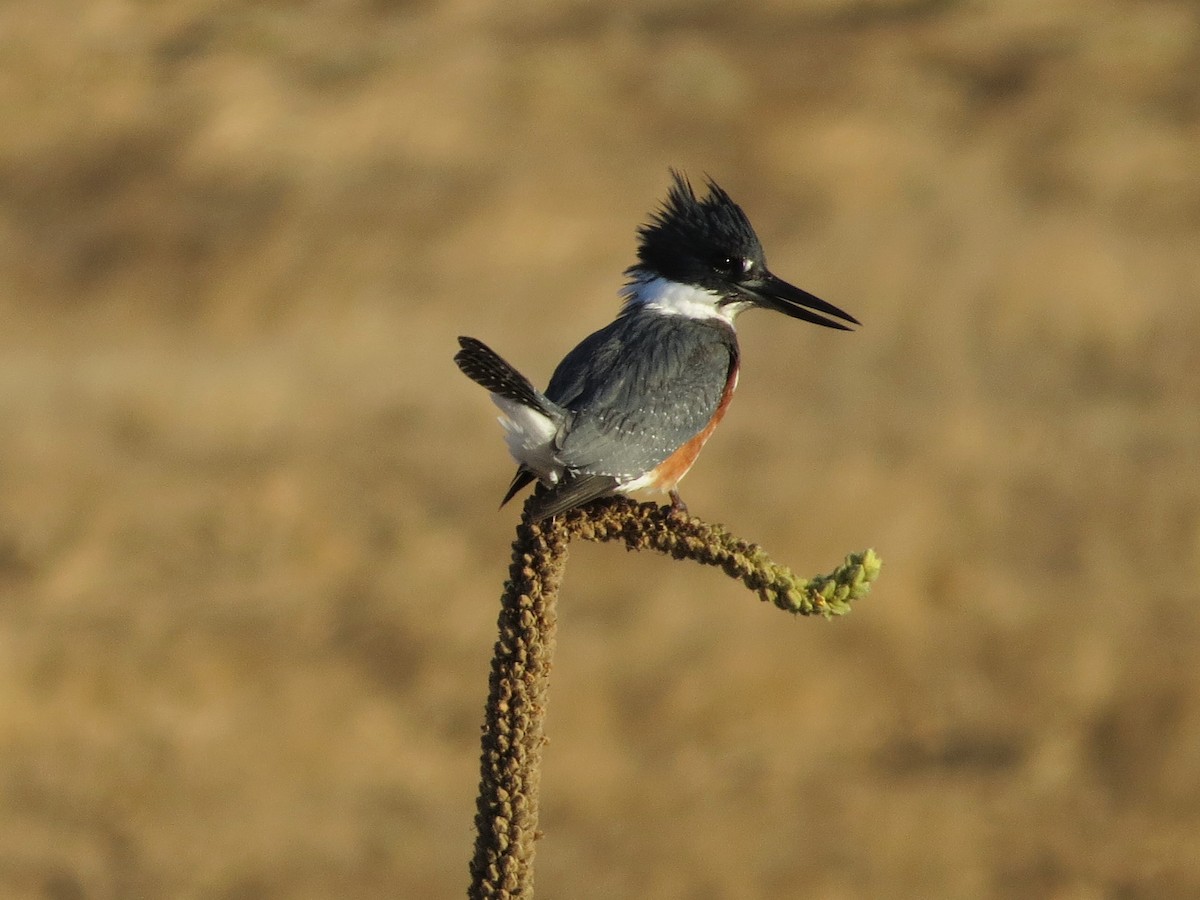 Belted Kingfisher - ML185273931