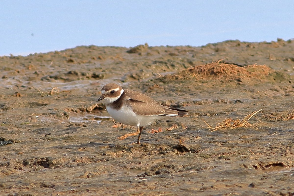 Common Ringed Plover - ML185274261