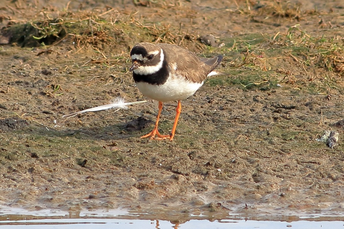 Common Ringed Plover - ML185274271