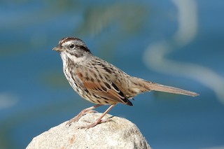 Song Sparrow
