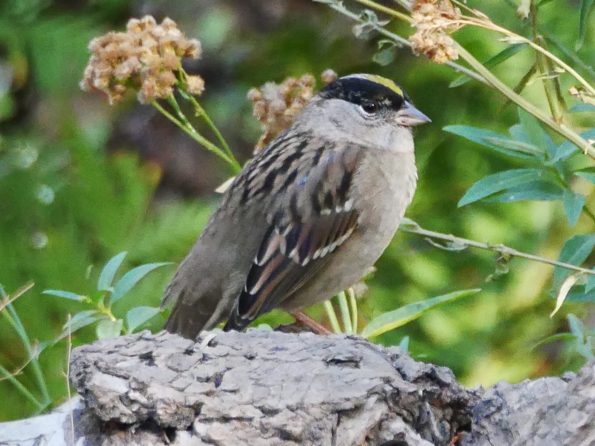Golden-crowned Sparrow - ML185279941