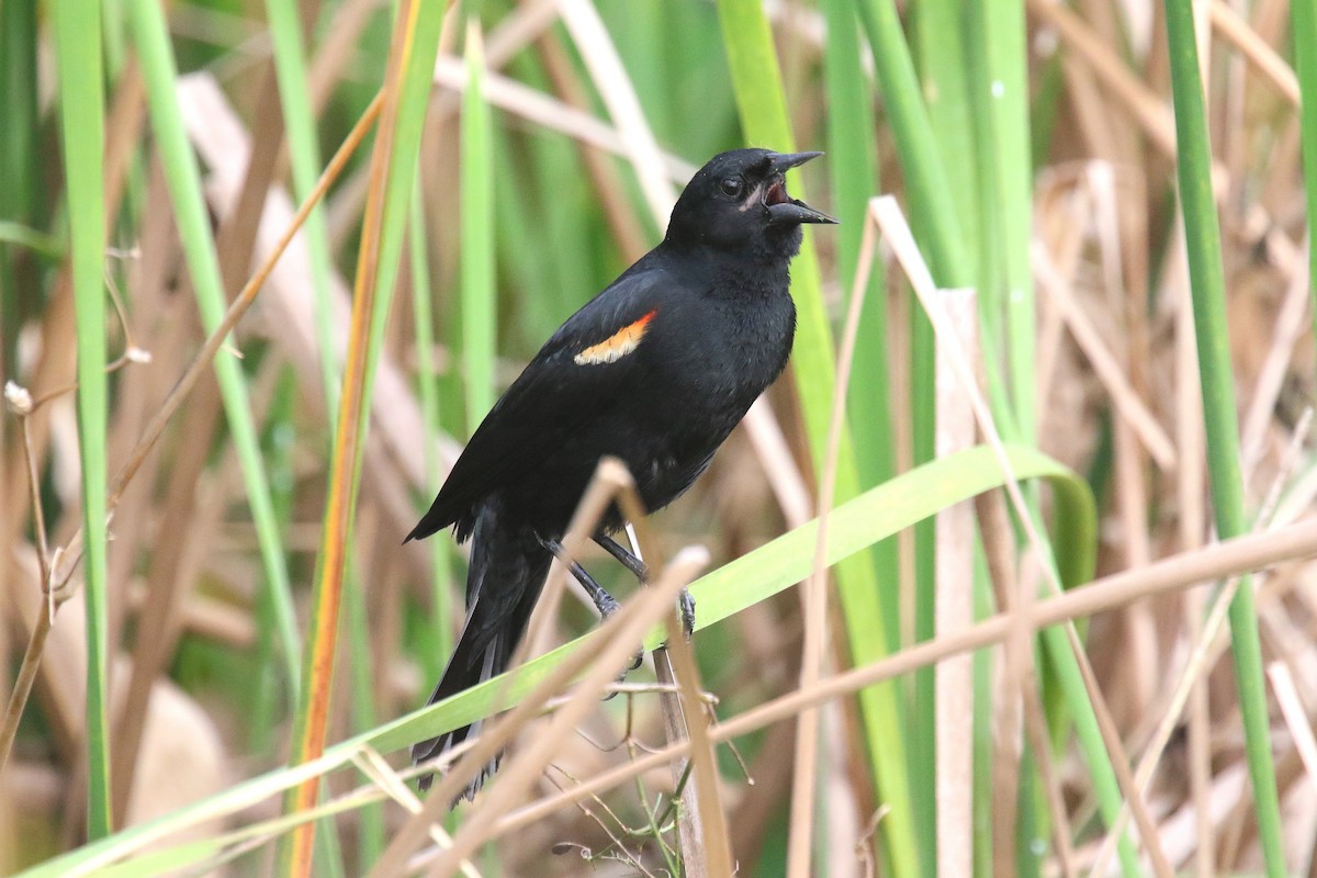 Red-shouldered Blackbird - Stephen Gast