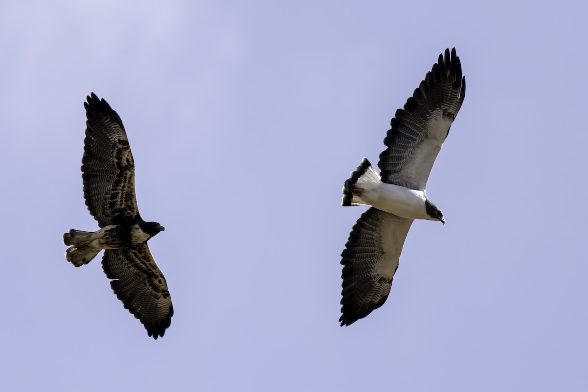 White-tailed Hawk - Jorge Eduardo Ruano