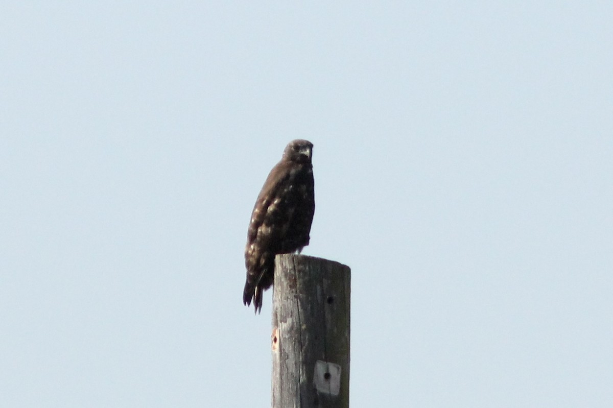 Red-tailed Hawk (Harlan's) - ML185285011