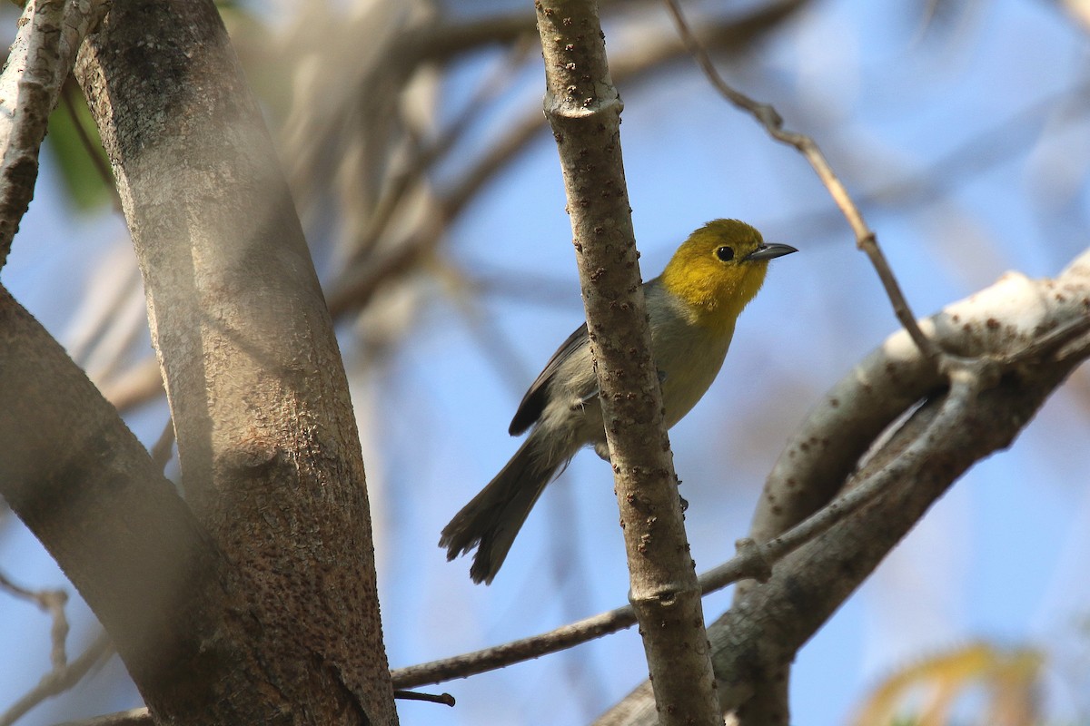 Yellow-headed Warbler - Stephen Gast