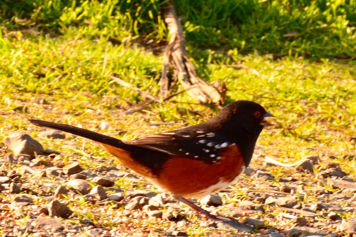 Spotted Towhee - Carolyn Featherston