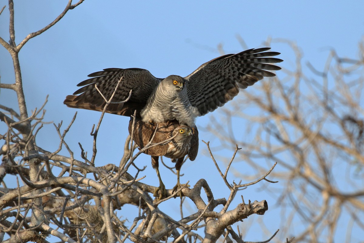 Madagascar Sparrowhawk - ML185290061