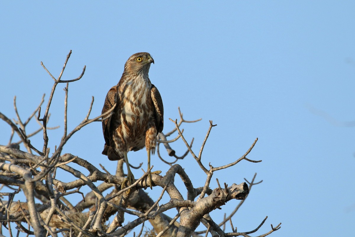 Madagascar Sparrowhawk - Charley Hesse TROPICAL BIRDING