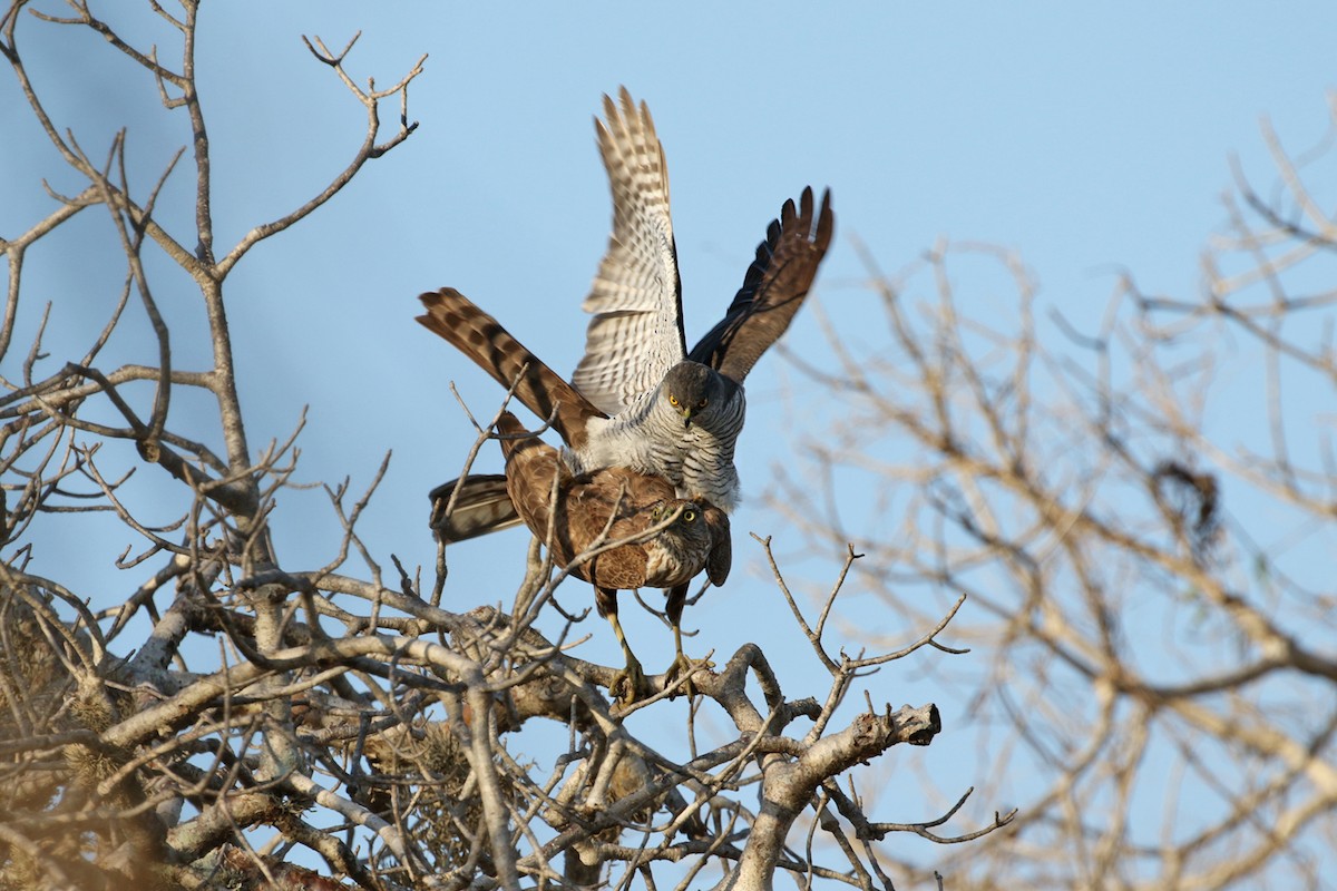 Madagascar Sparrowhawk - ML185290081