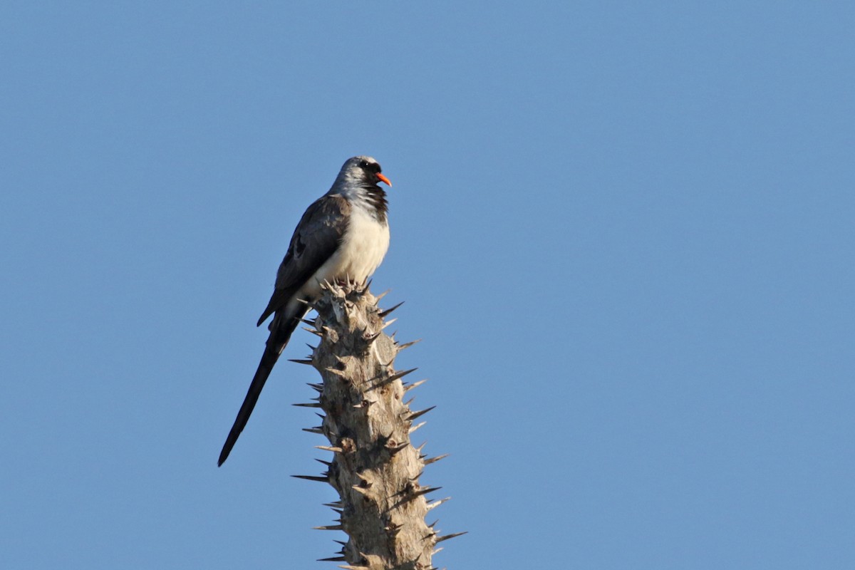 Namaqua Dove - Charley Hesse TROPICAL BIRDING