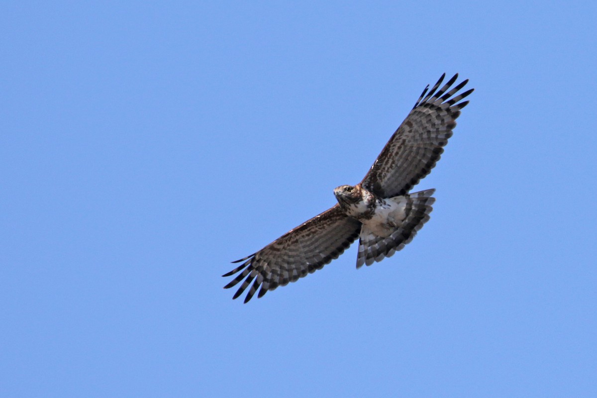 Madagascar Cuckoo-Hawk - Charley Hesse TROPICAL BIRDING