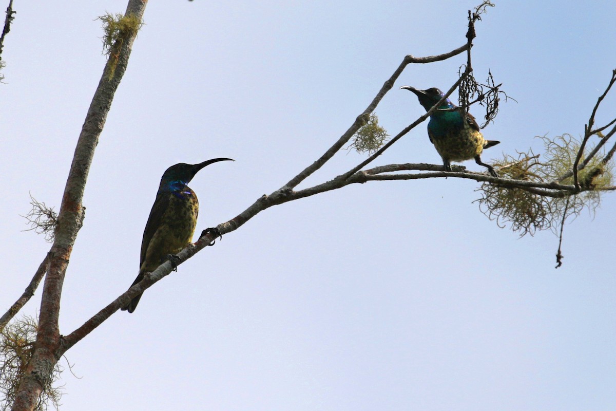 Malagasy Sunbird - Charley Hesse TROPICAL BIRDING