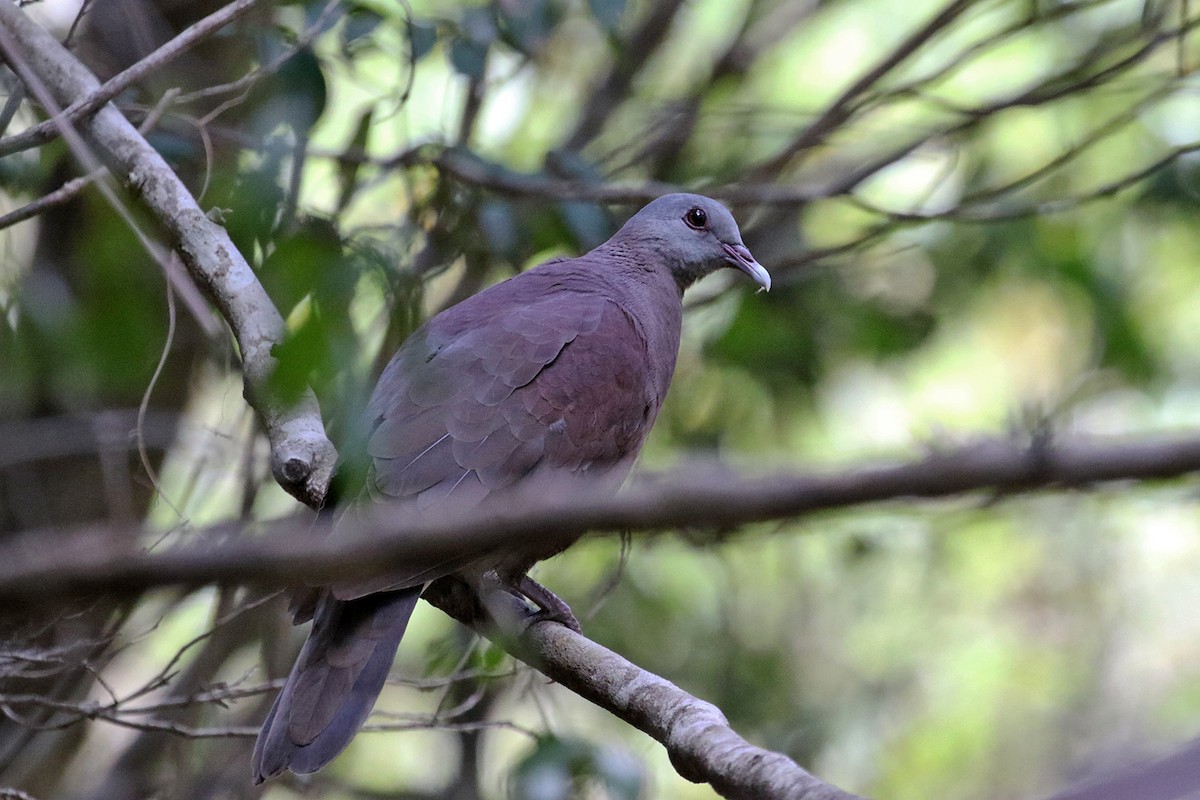 Malagasy Turtle-Dove - ML185293771