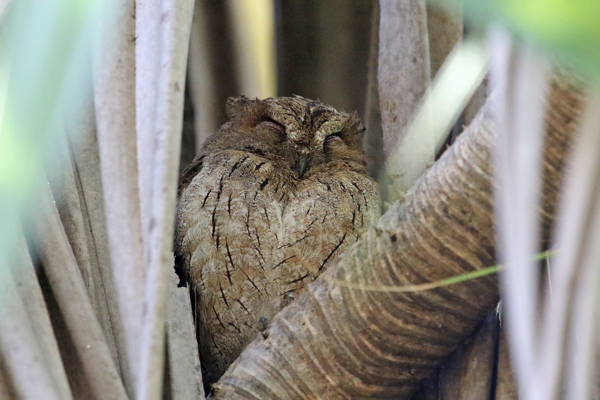 Madagascar Scops-Owl (Torotoroka) - ML185293791