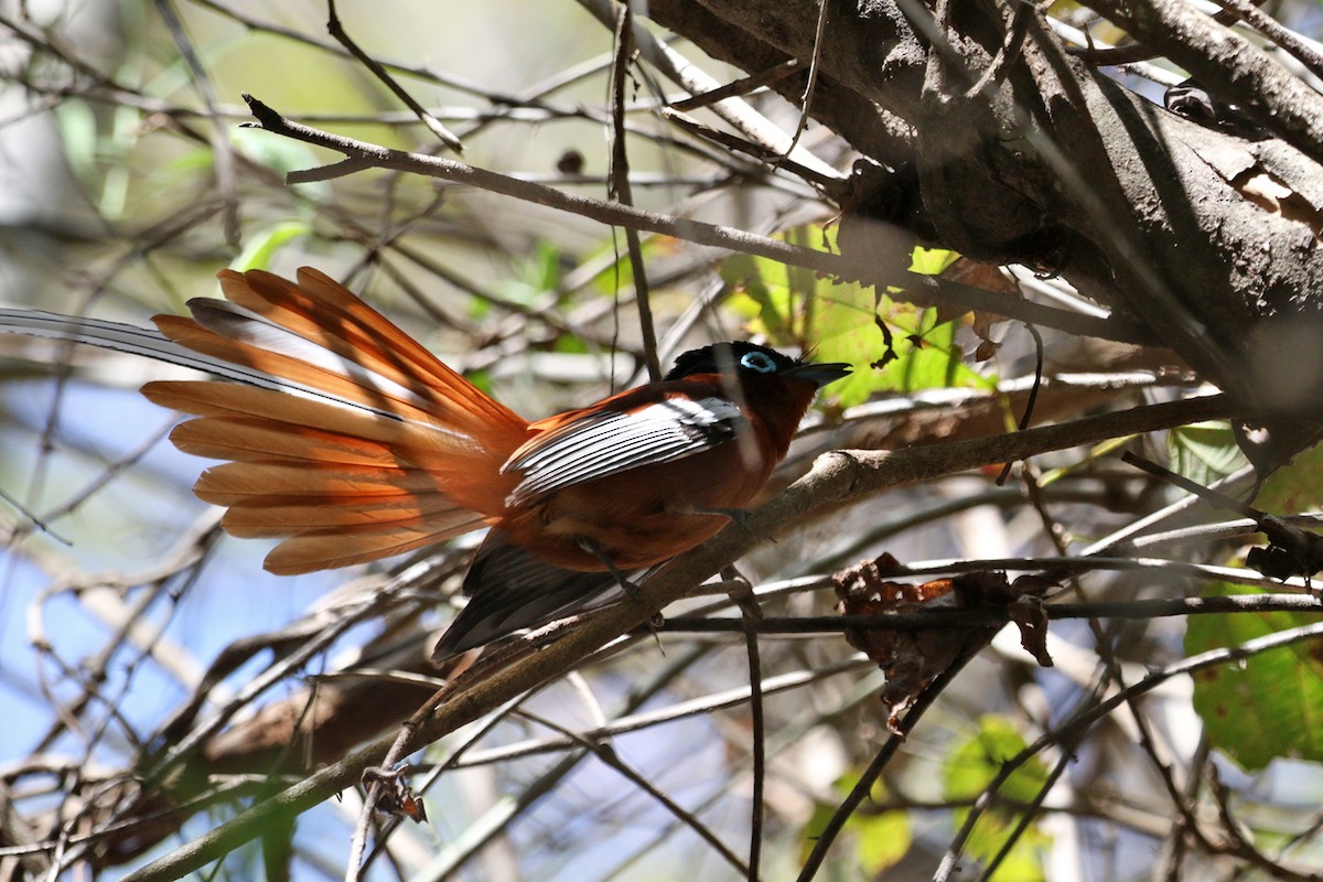 Malagasy Paradise-Flycatcher (Malagasy) - ML185294241