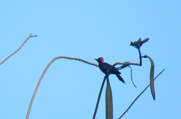 Andaman Woodpecker - ML185294751