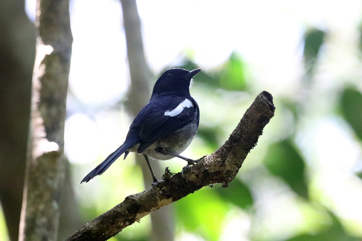 Madagascar Magpie-Robin - Charley Hesse TROPICAL BIRDING