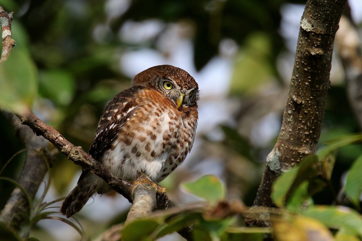 Cuban Pygmy-Owl - ML185296131