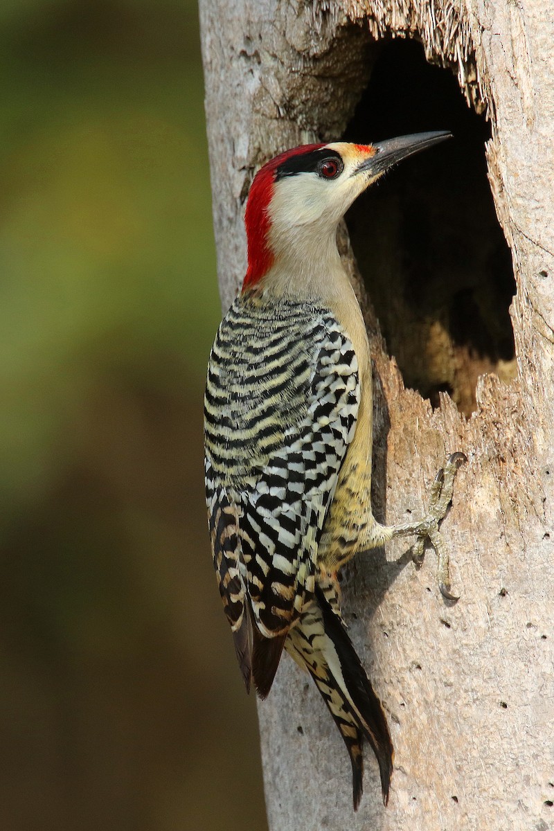 West Indian Woodpecker - ML185296151