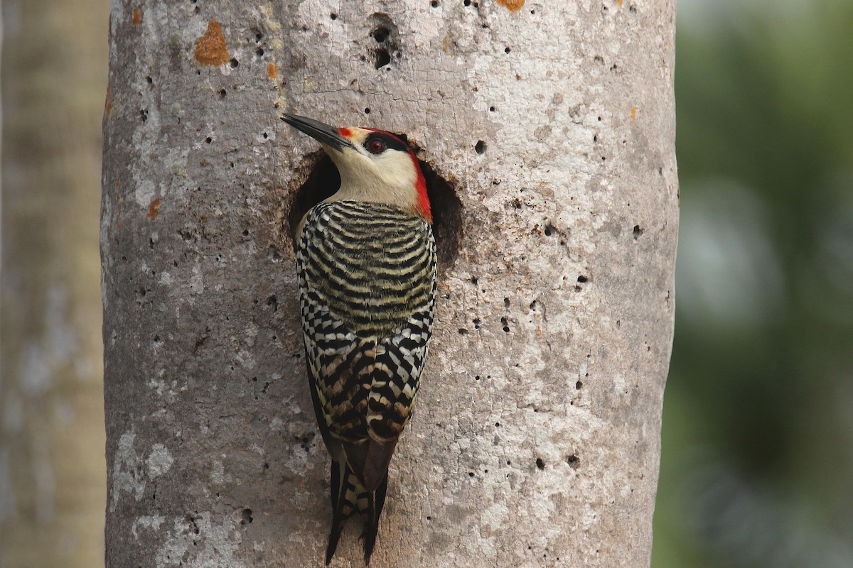 West Indian Woodpecker - ML185296161
