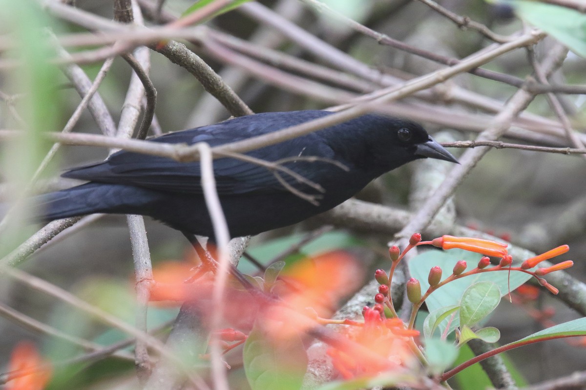 Tawny-shouldered Blackbird - ML185296241