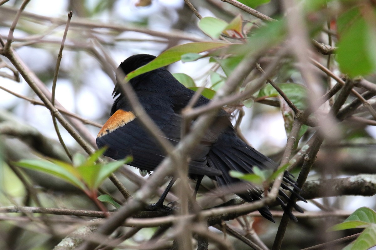 Tawny-shouldered Blackbird - Stephen Gast