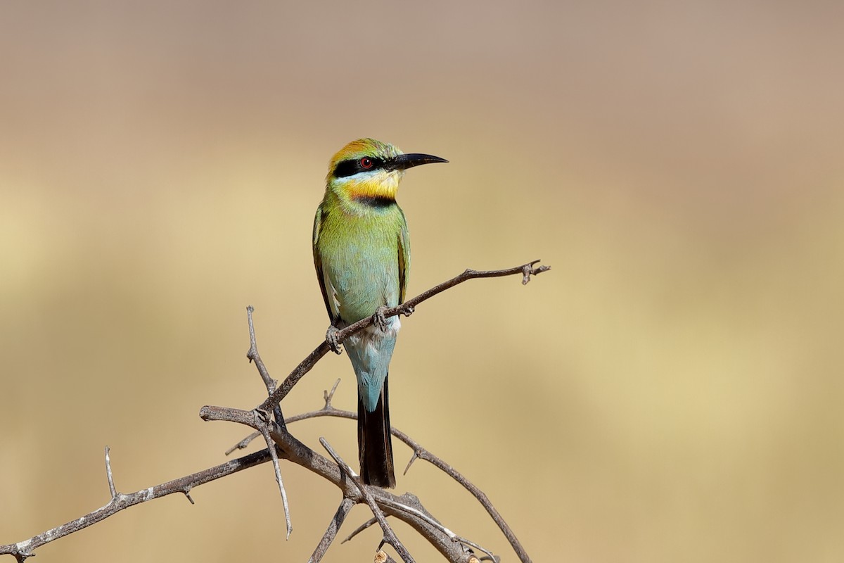 Rainbow Bee-eater - ML185305571