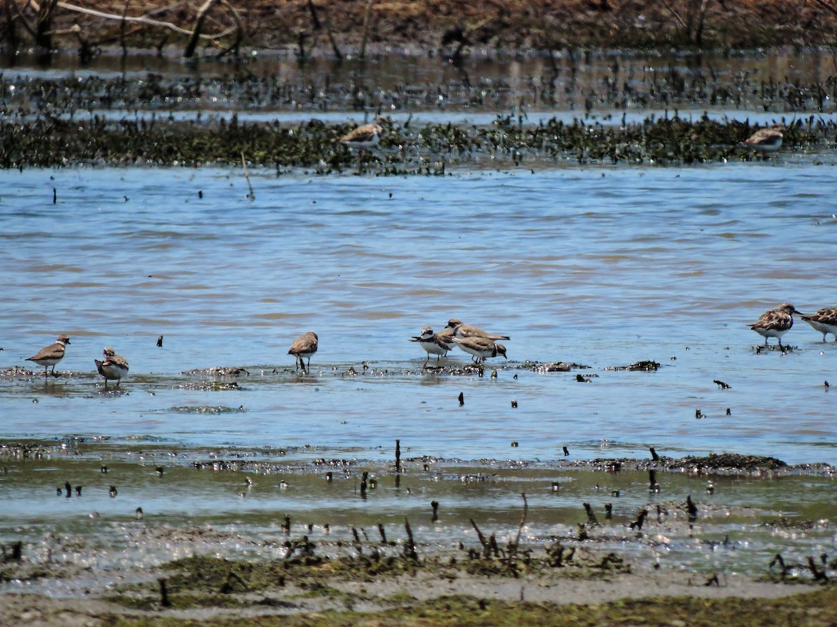 Semipalmated Plover - ML185309151