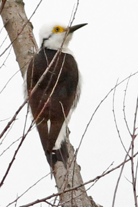 White Woodpecker - ML185309781