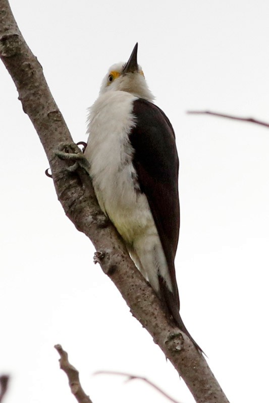 White Woodpecker - ML185309791