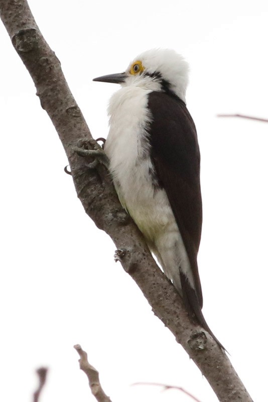 White Woodpecker - ML185309821