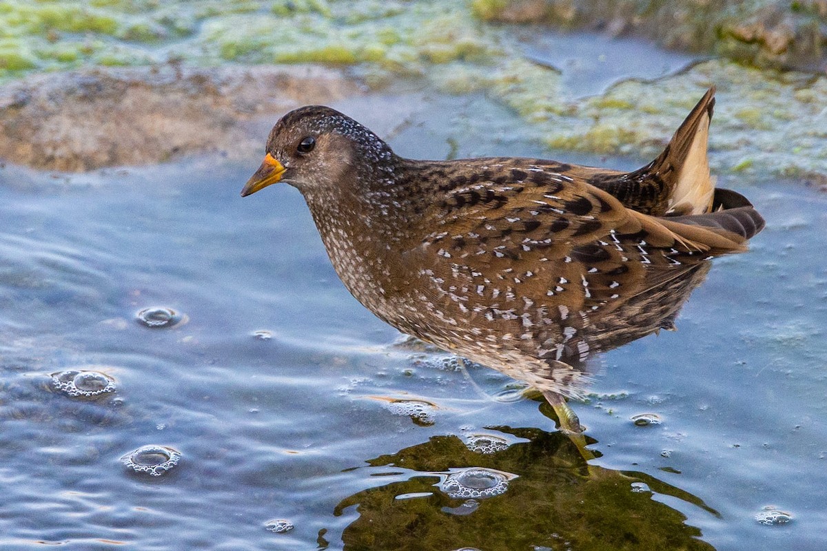 Spotted Crake - ML185311081