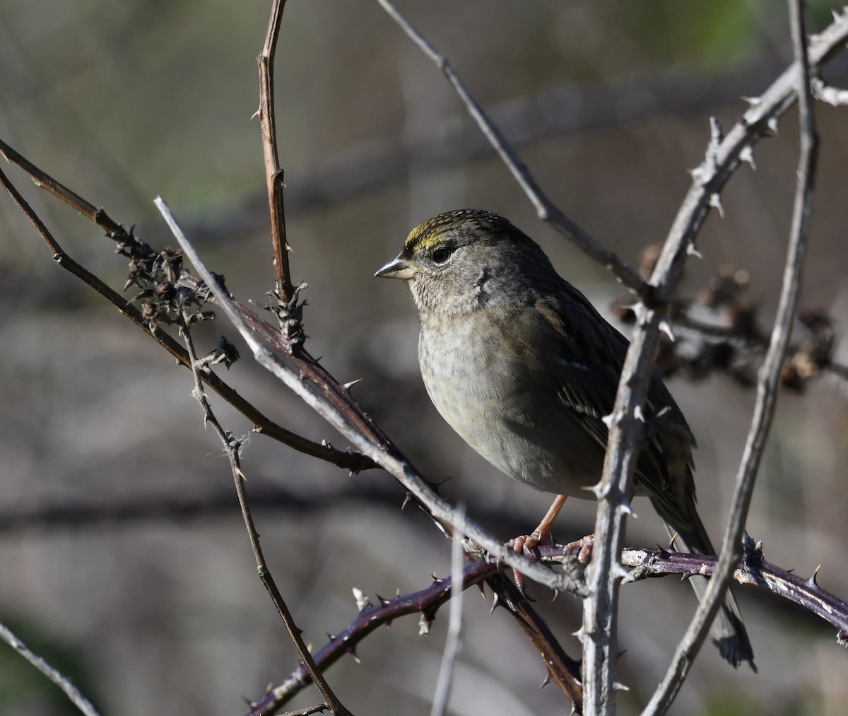Golden-crowned Sparrow - Tim Johnson