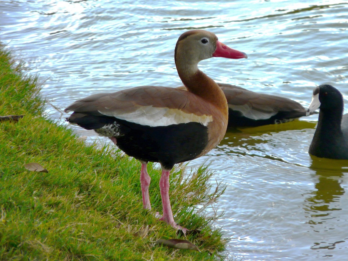Black-bellied Whistling-Duck - Suzanne O'Rourke