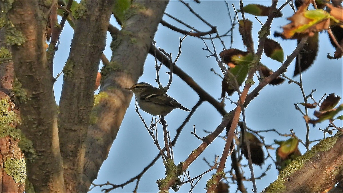 Yellow-browed Warbler - ML185312641