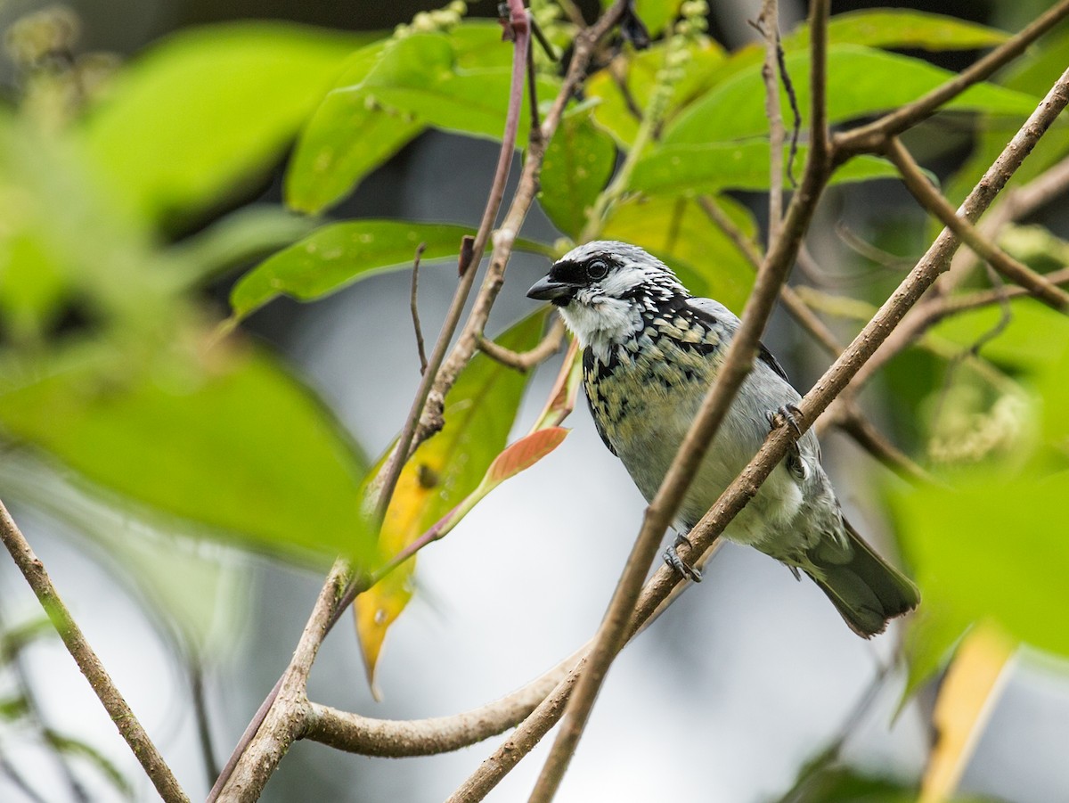 Gray-and-gold Tanager - ML185316671