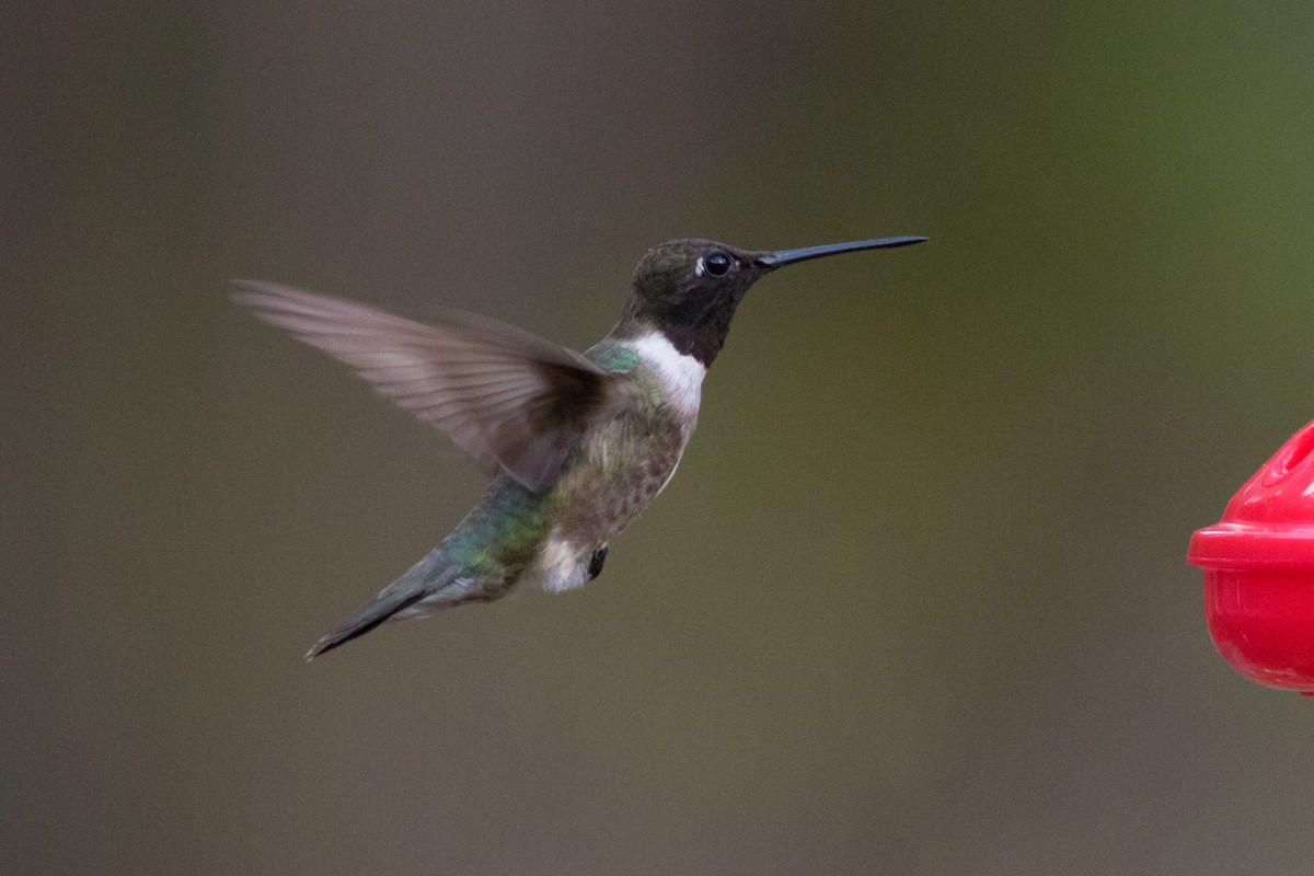 Black-chinned Hummingbird - ML185320411