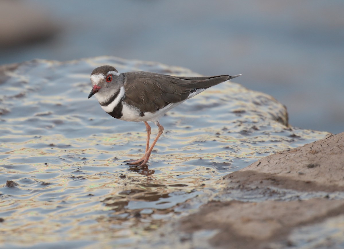 Three-banded Plover - ML185320731