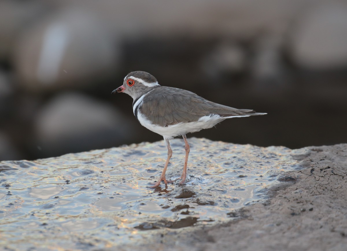 Three-banded Plover - ML185320741