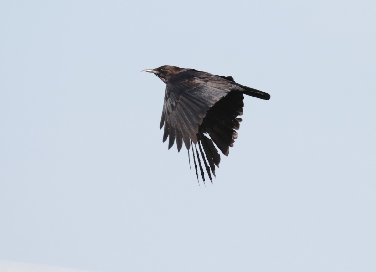 Cape Crow - Fikret Ataşalan
