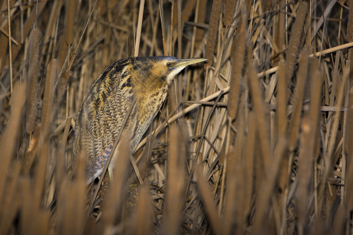 Great Bittern - Miguel Rouco