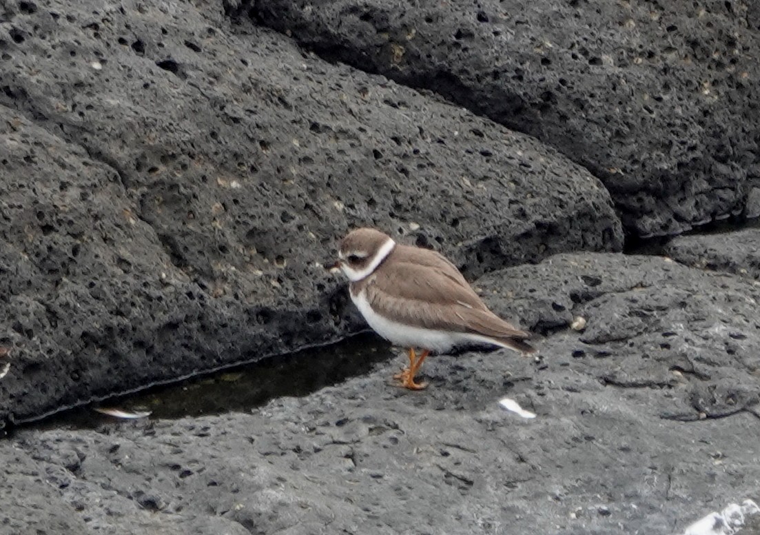 Semipalmated Plover - Peter Blancher