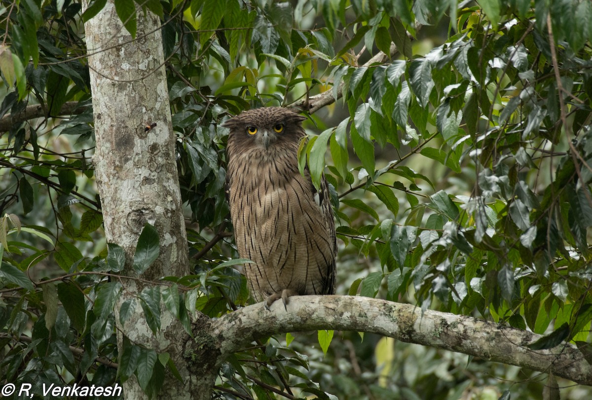 Brown Fish-Owl - Venkatesh  R