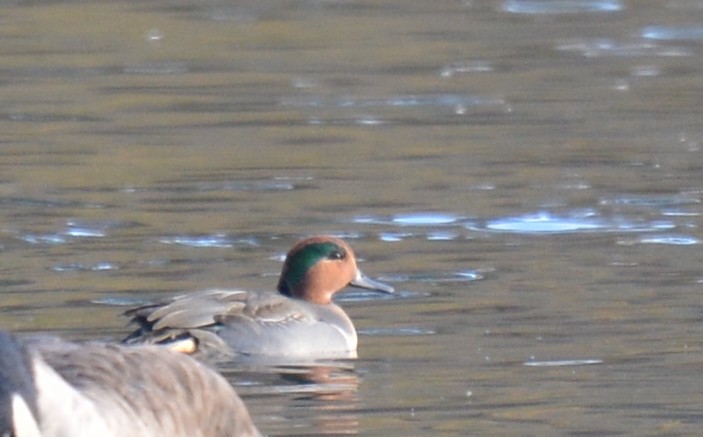 Green-winged Teal - ML185326021