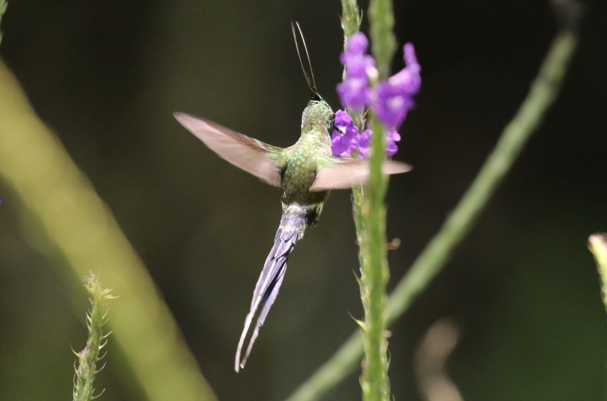 Wire-crested Thorntail - ML185327051