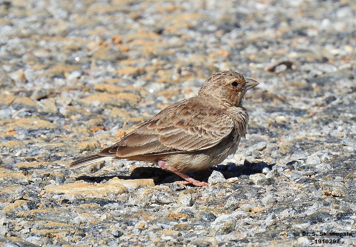 Ashy-crowned Sparrow-Lark - ML185327441
