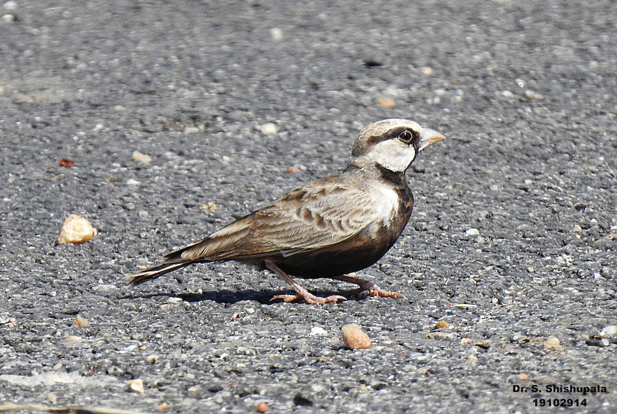 Ashy-crowned Sparrow-Lark - ML185327451