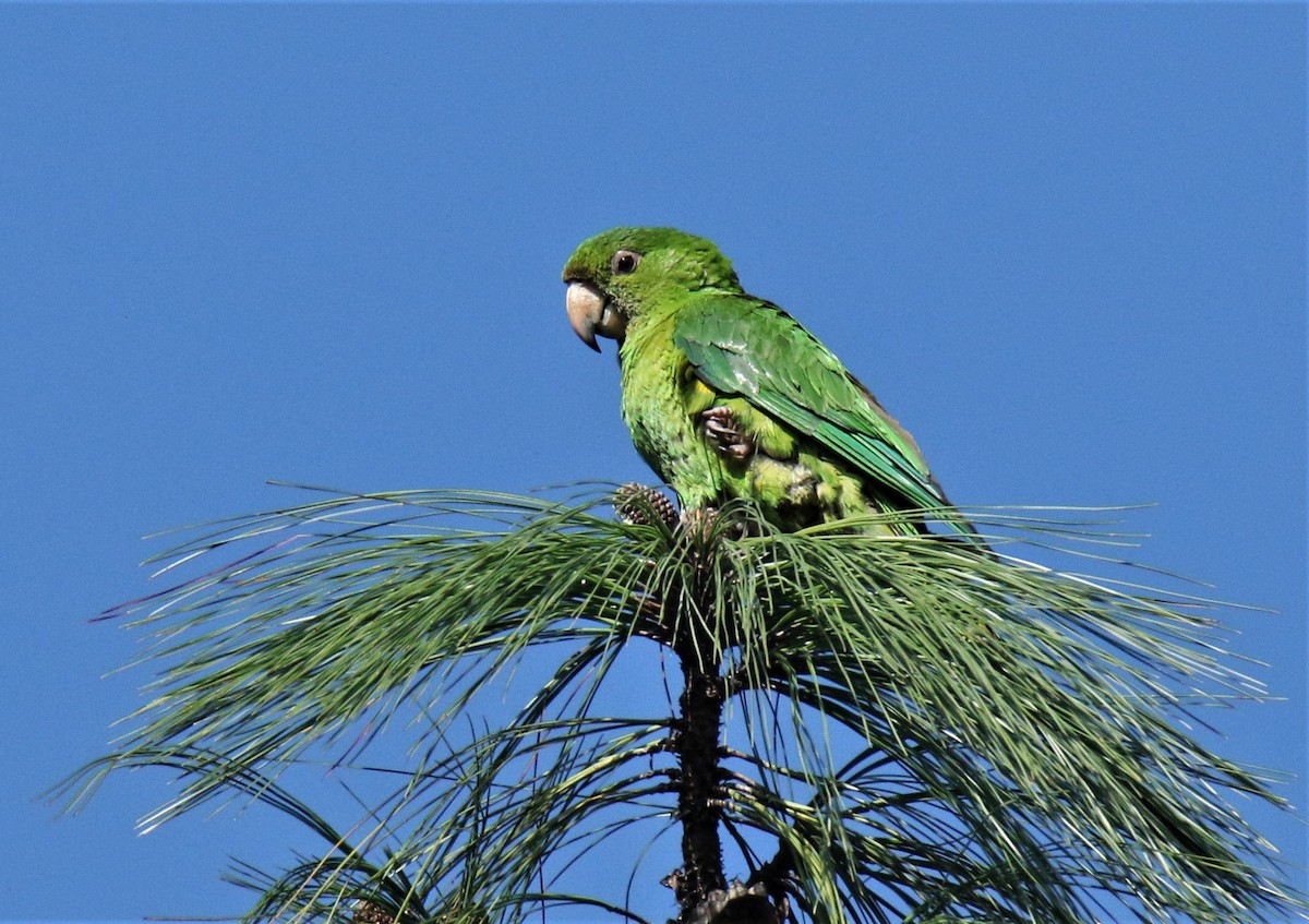 Pacific Parakeet - Josue  de León Lux (Birding Guide) josuedeleonlux@gmail.com +502 3068 8988
