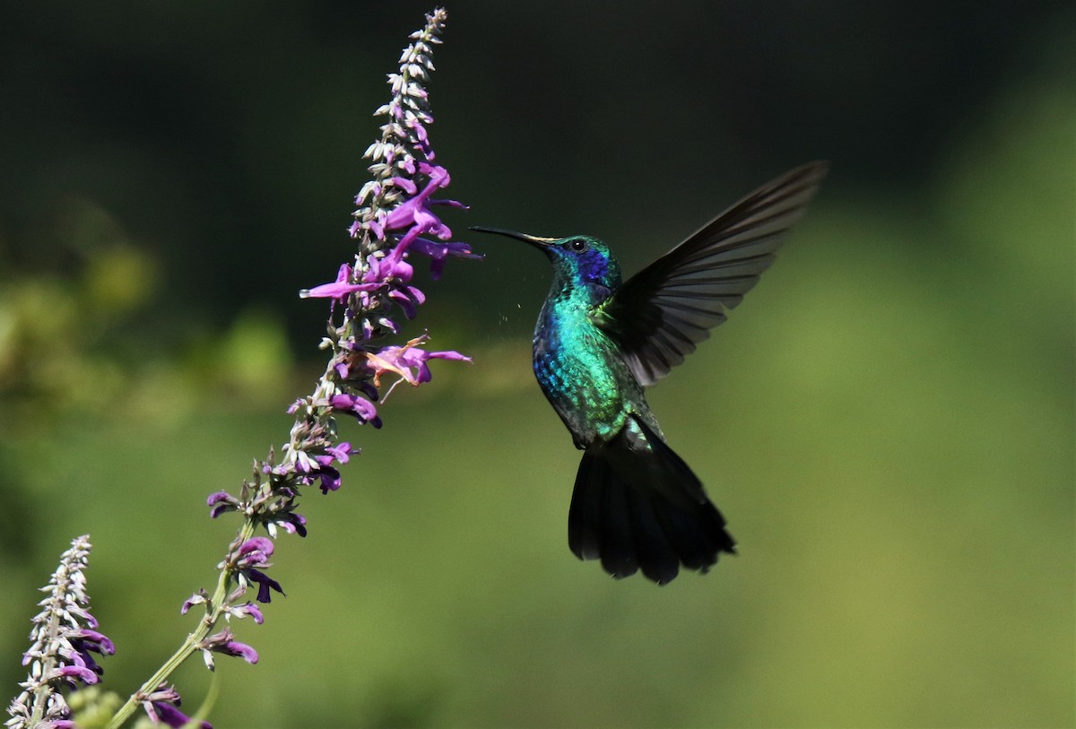 Mexican Violetear - Josue  de León Lux (Birding Guide) josuedeleonlux@gmail.com +502 3068 8988