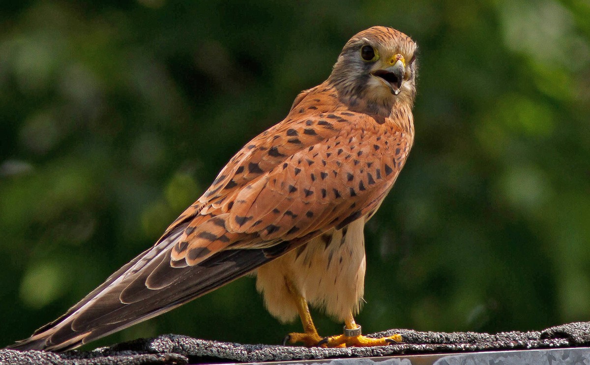 eBird Canada Checklist - 1 Jul 2014 - Rondeau Provincial Park (general ...